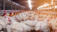 Soy Excellence Center – SEC 62nd Poultry Production Training Program