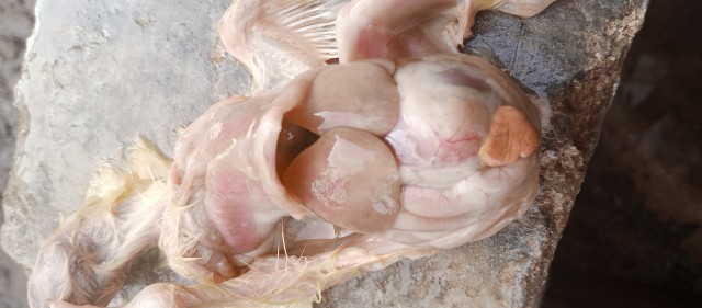 IMG_20230304_082946_574