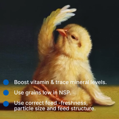Maximize broiler weight in the first 7 days