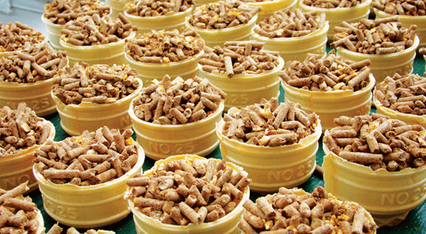 Food Safety and Biosecurity in the Global Animal Feed Manufacturing Industry