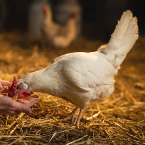 Group logo of Poultry Feeding and Nutrition