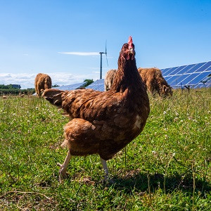 Group logo of Poultry Production