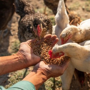 Group logo of Poultry Nutrition, Physiology, and Metabolism