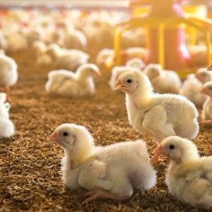 Group logo of Poultry Diseases, Diagnosis, Prophylaxis, and Therapeutics