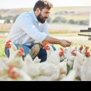 Group logo of Poultry Husbandry and Production