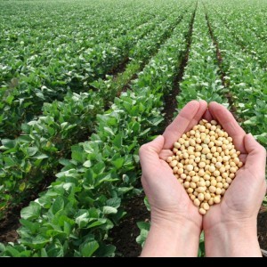 Group logo of Feed Mill Management and Operation