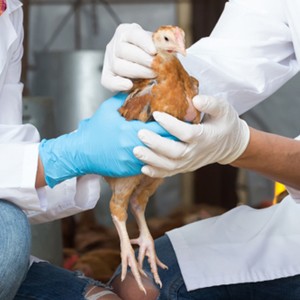 Group logo of Poultry Disease Management and Control